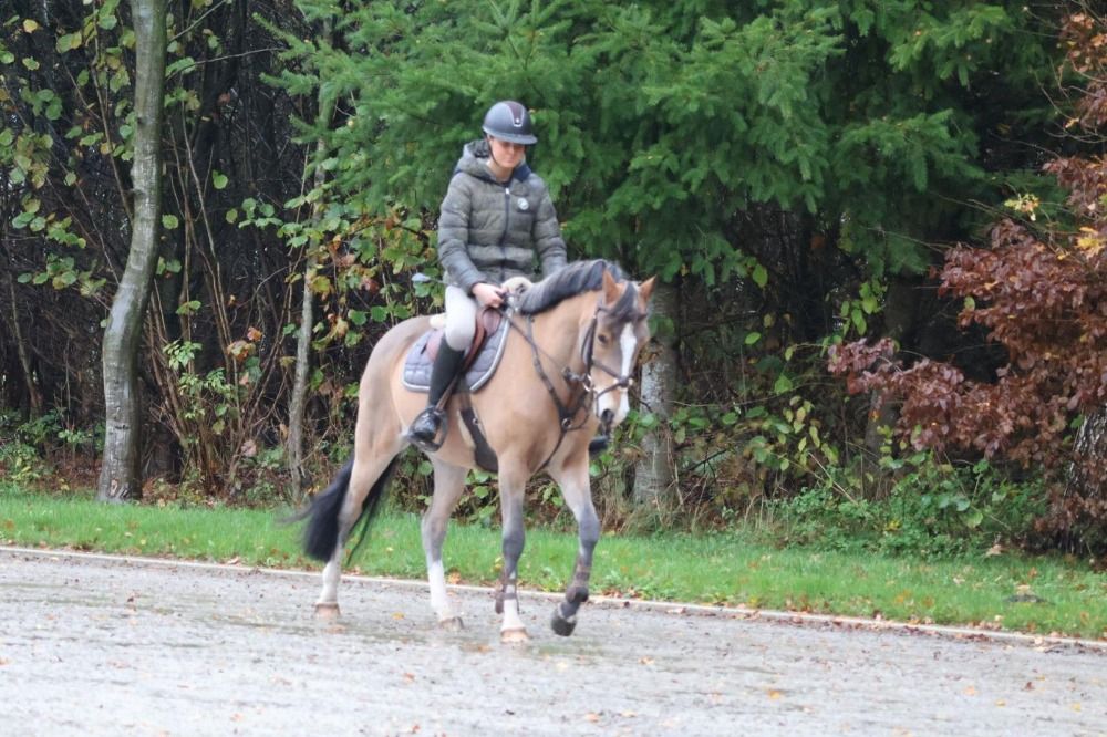 New Forest allround-pony Ruin 5 años Bruin en venta - Foto 4