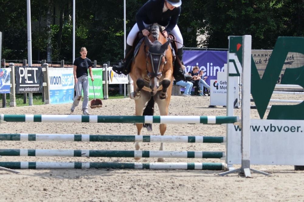 New Forest allround-pony Ruin 5 años Bruin en venta - Foto 2