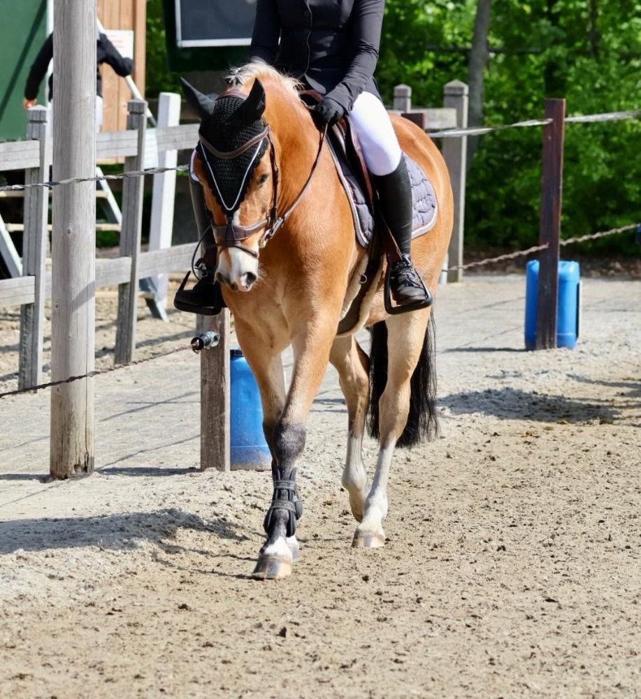 New Forest allround-pony Ruin 5 años Bruin en venta - Foto 6