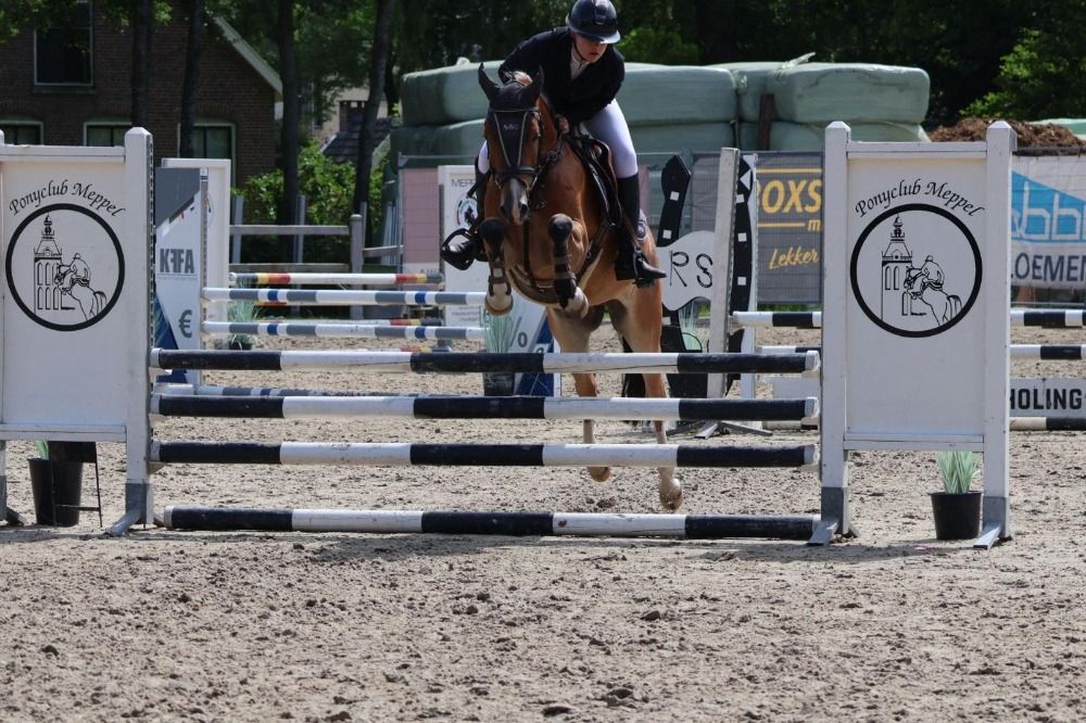 New Forest allround-pony Ruin 5 años Bruin en venta - Foto 3