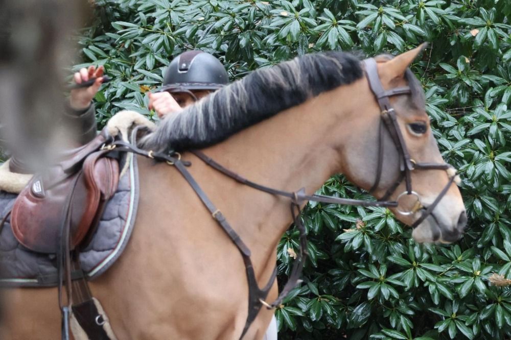 Fantastic 5-year-old New Forest jumping pony