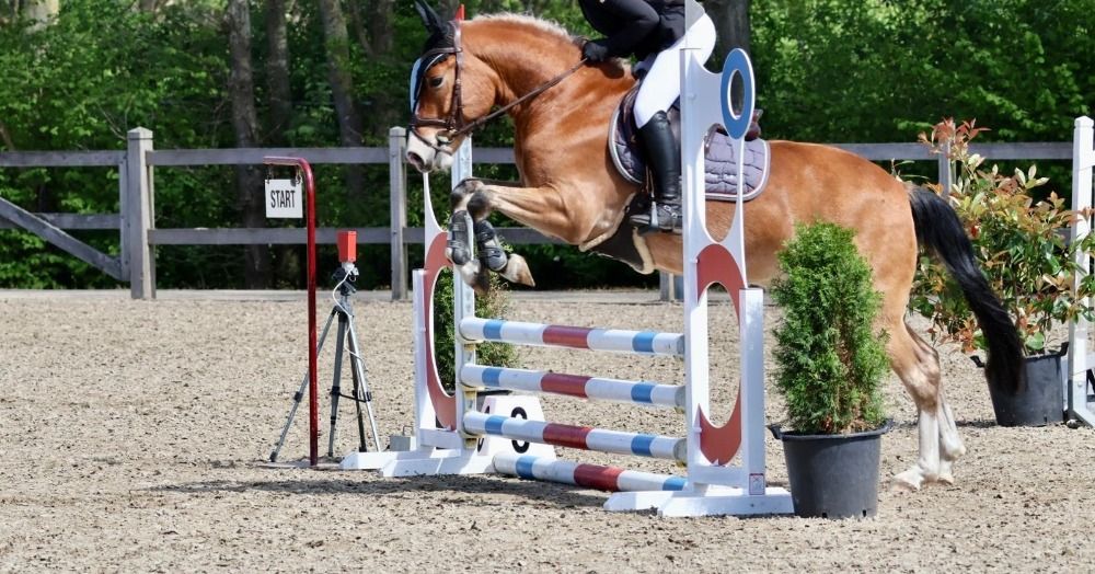 New Forest allround-pony Ruin 5 años Bruin en venta - Foto 5