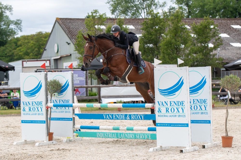 springpaard Hengst Bruin te koop - Foto 5
