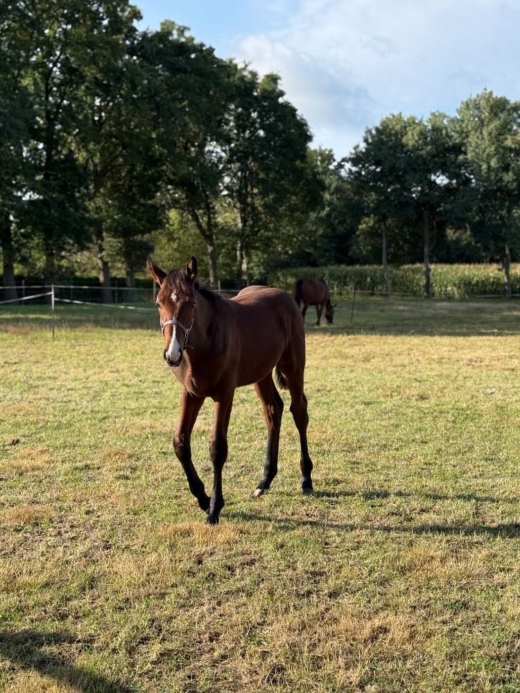 springpaard Hengst Bruin te koop - Foto 4