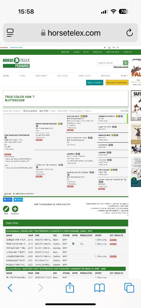 springpaard Hengst Bruin te koop - Foto 3