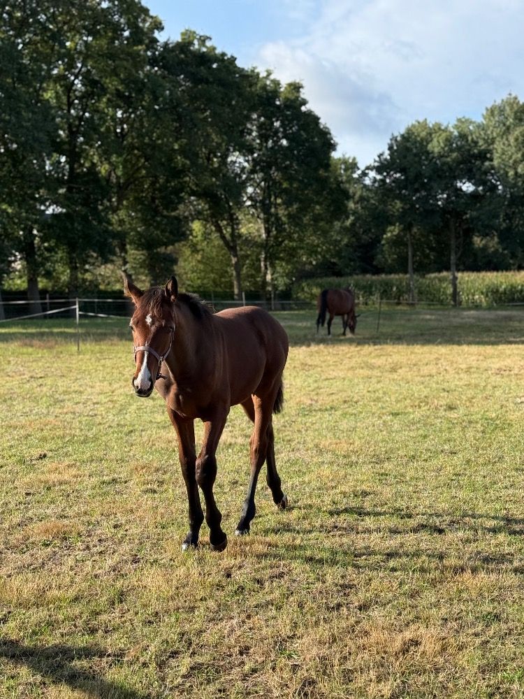 springpaard Hengst Bruin te koop - Foto 6