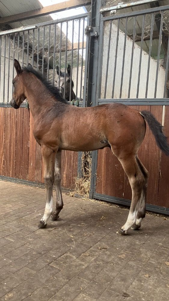 Exceptionally Bred Colt for Sale A Rare Combination of 5 Proven Broodmare Lines