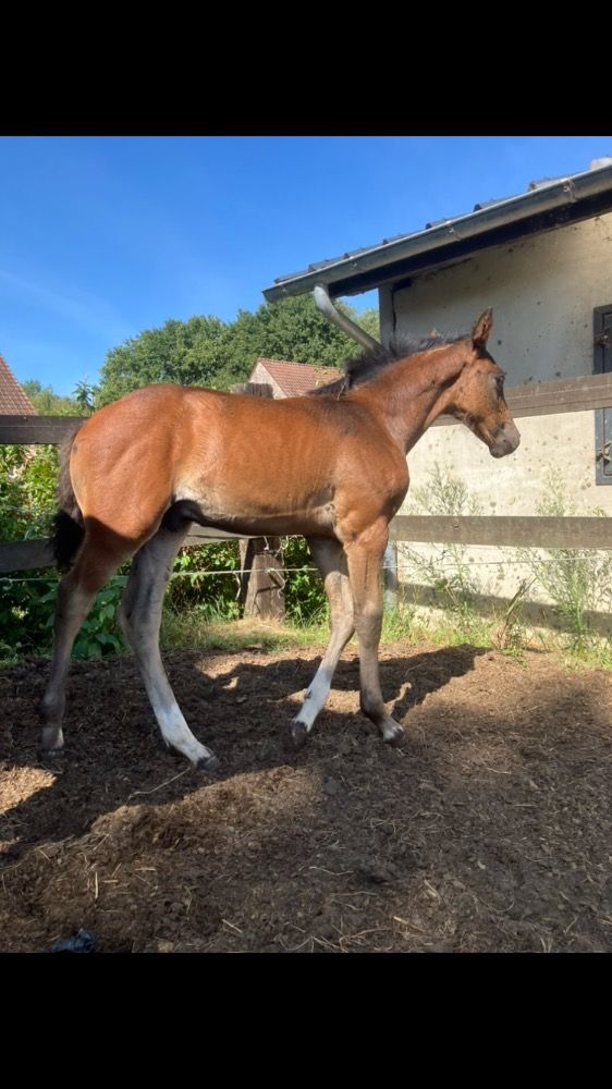 springpaard Hengst te koop - Foto 2