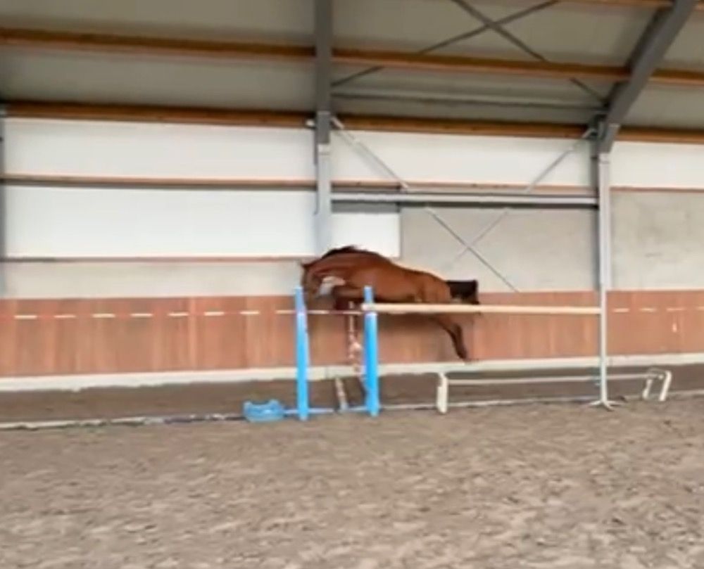 2yo future stars for sale
