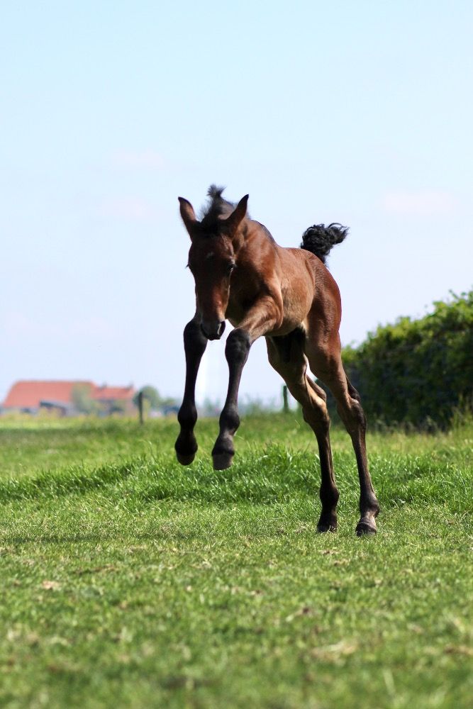 Ander stamboek allrounder Hengst Schimmel te koop - Foto 4