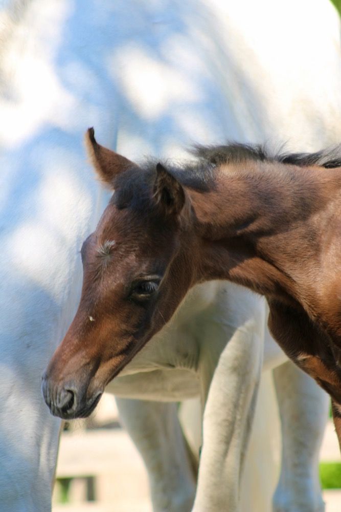 Ander stamboek allrounder Hengst Schimmel te koop - Foto 5