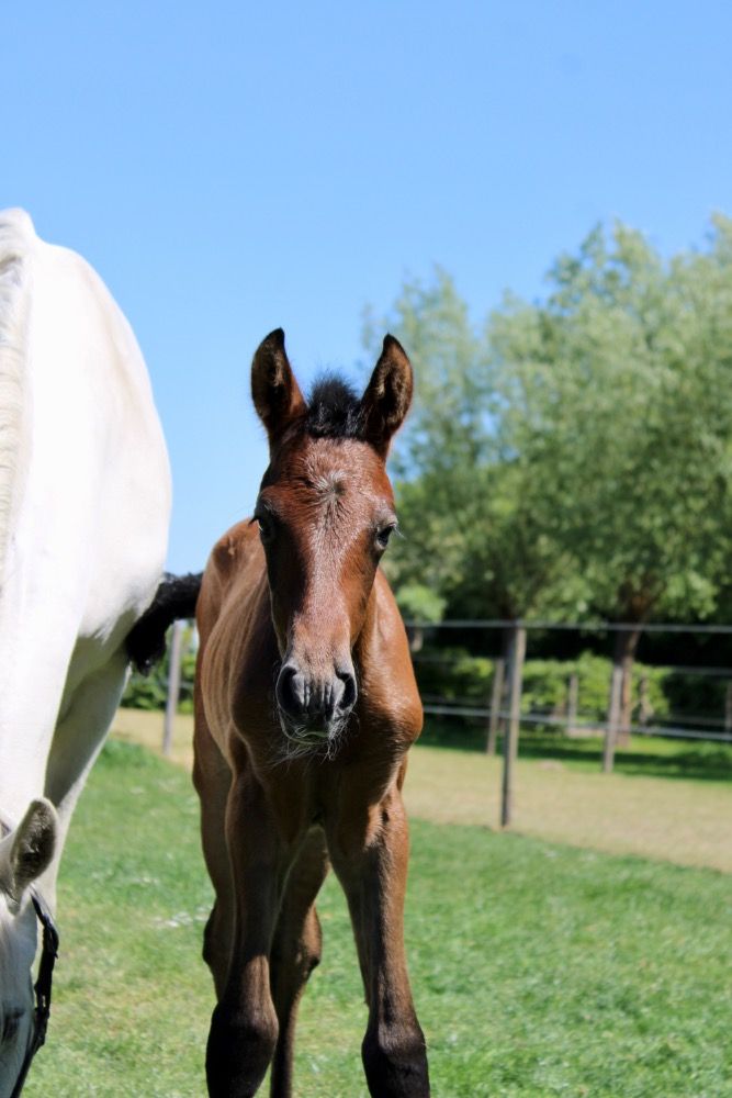 Ander stamboek allrounder Hengst Schimmel te koop - Foto 6