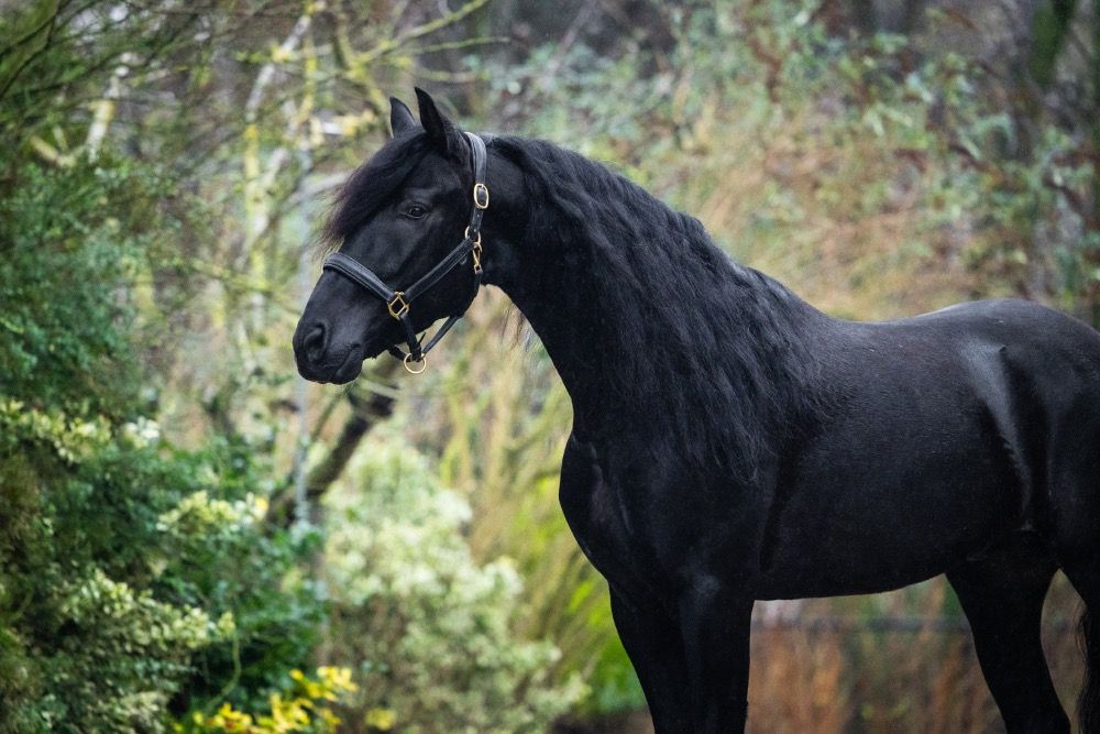 PRE dressuurpaard Hengst 5 jaar Zwart te koop - Foto 2