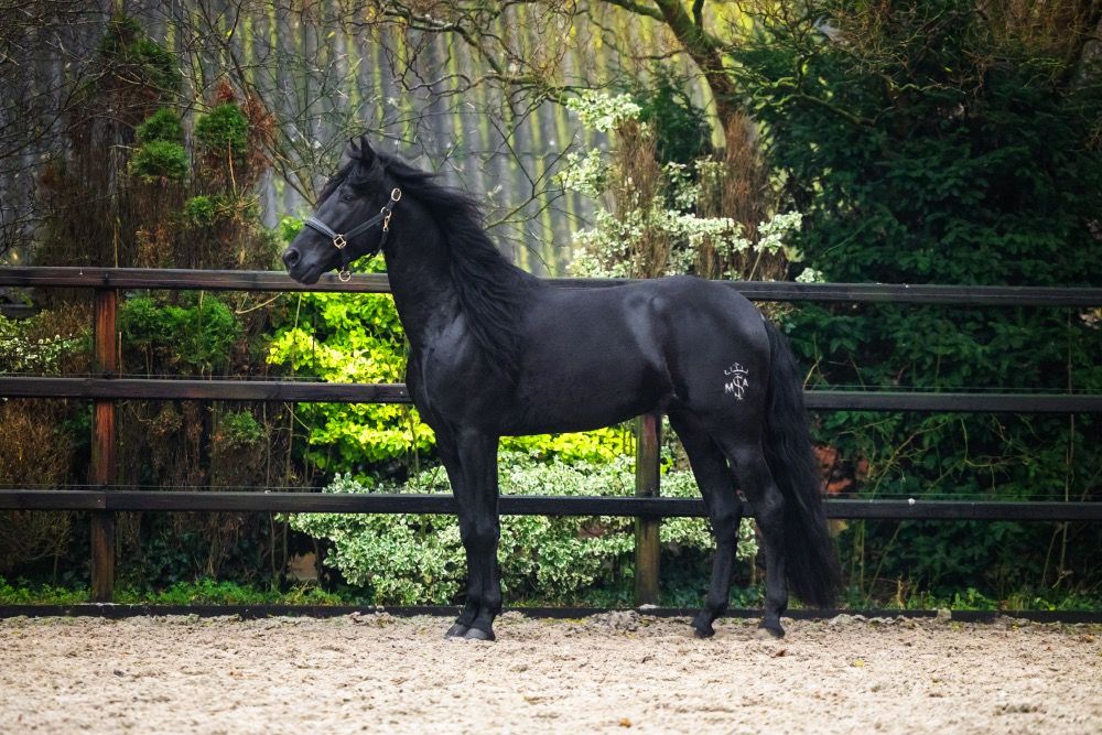 PRE dressuurpaard Hengst 5 jaar Zwart te koop - Foto 3