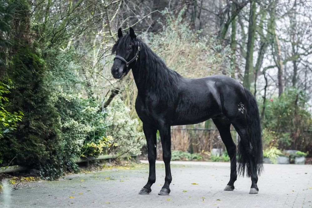 PRE dressuurpaard Hengst 5 jaar Zwart te koop - Foto 4
