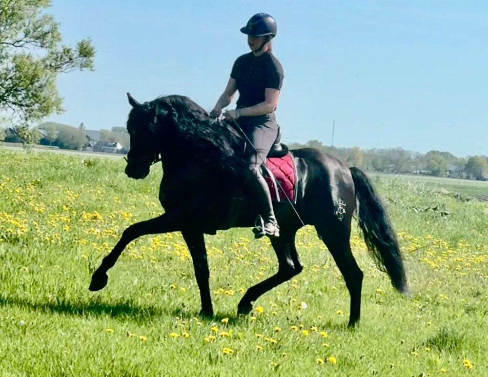 PRE dressuurpaard Hengst 5 jaar Zwart te koop - Foto 6
