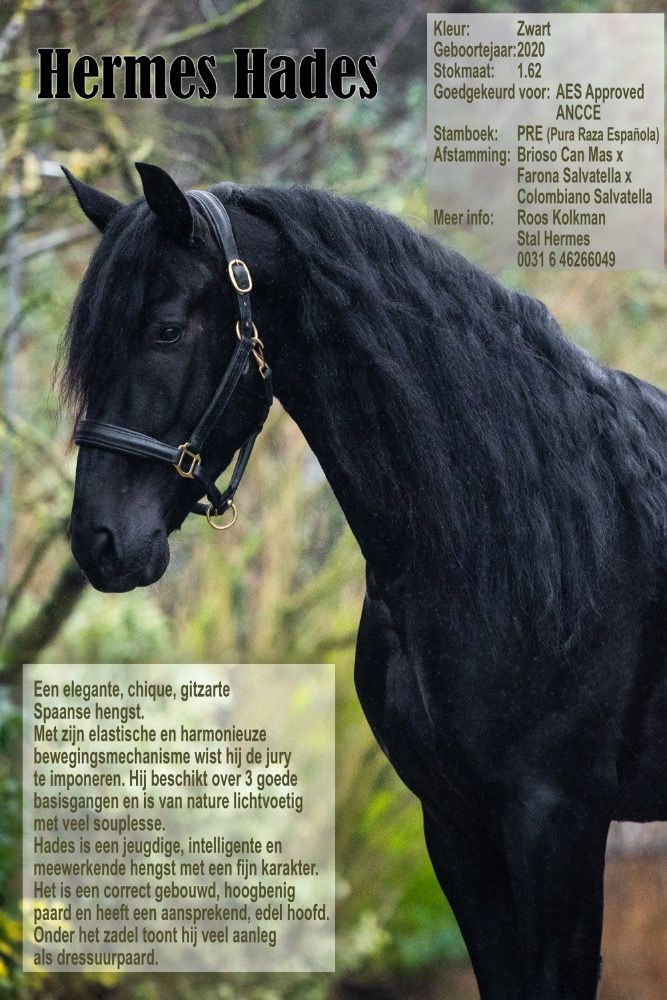 PRE dressuurpaard Hengst 5 jaar Zwart te koop - Foto 5