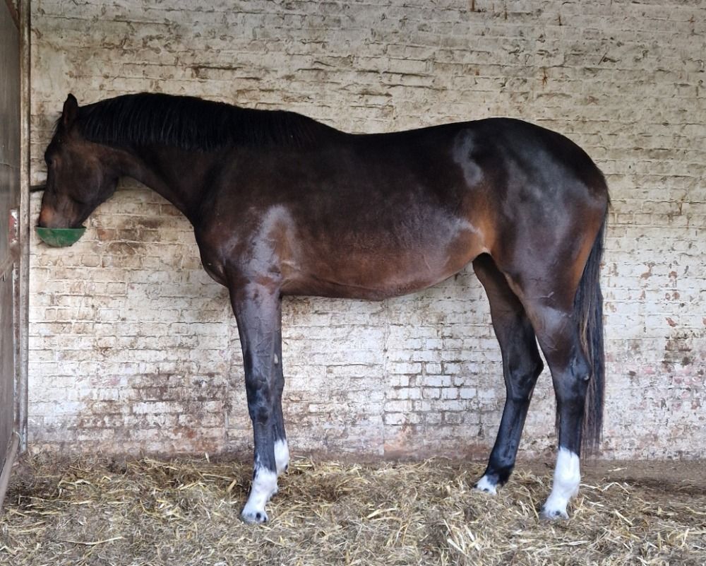 Te koop: Veelbelovende 2-jarige springmerrie Topafstamming & gouden karakter
