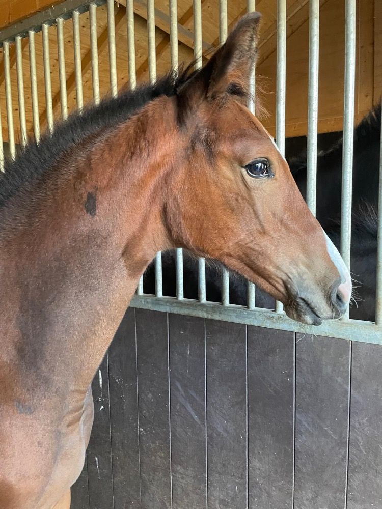 KWPN springpaard Merrie 1 jaar Bruin te koop - Foto 3