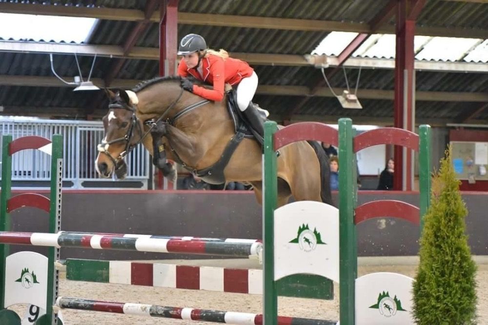 KWPN springpaard Merrie 1 jaar Bruin te koop - Foto 6