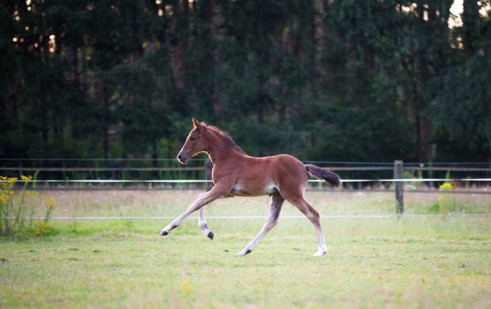 KWPN springpaard Merrie 1 jaar Bruin te koop - Foto 2