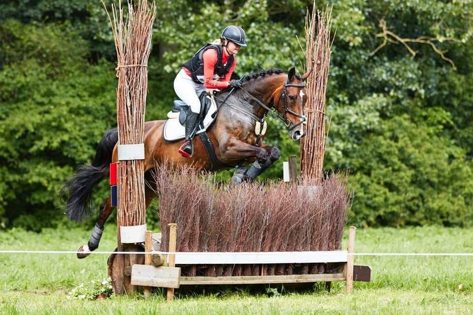 KWPN springpaard Merrie 1 jaar Bruin te koop - Foto 5