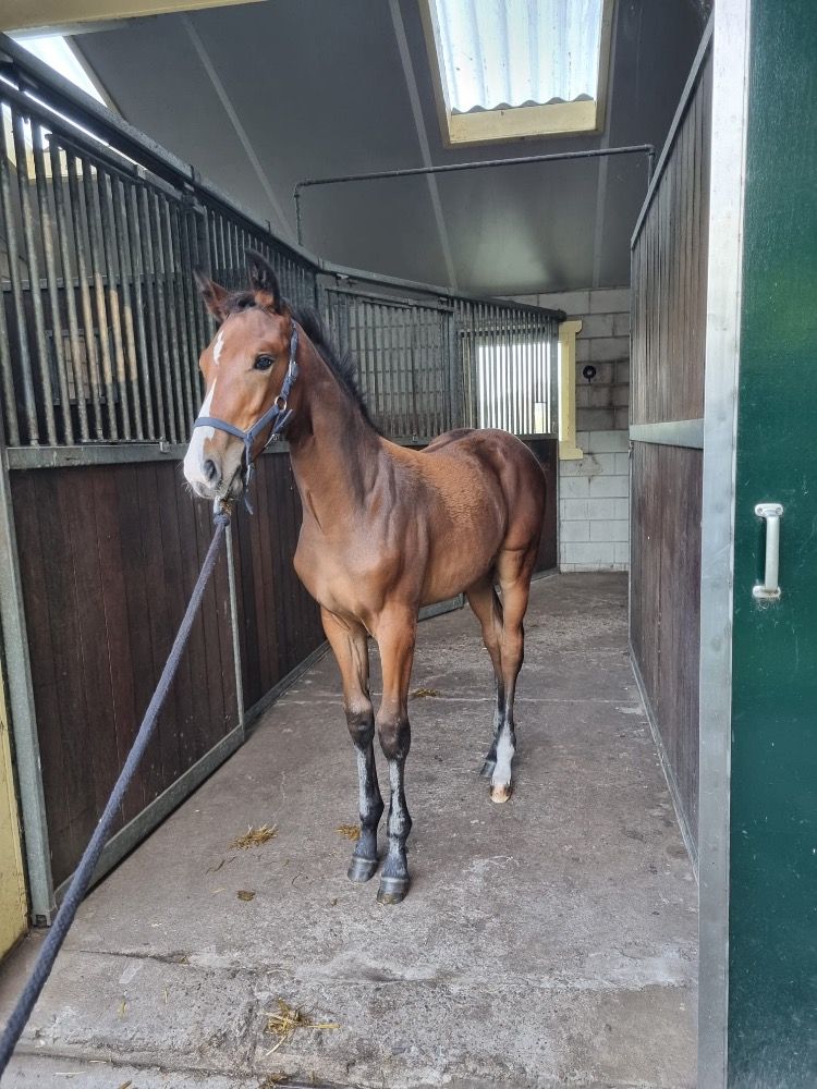 KWPN springpaard Merrie 1 jaar Bruin te koop - Foto 4