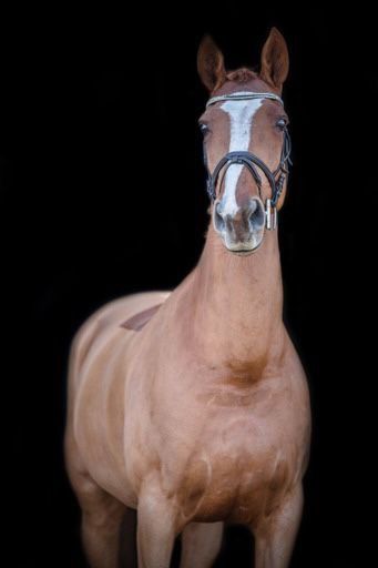 KWPN paard Merrie 14 jaar Vos te koop - Hoofdfoto
