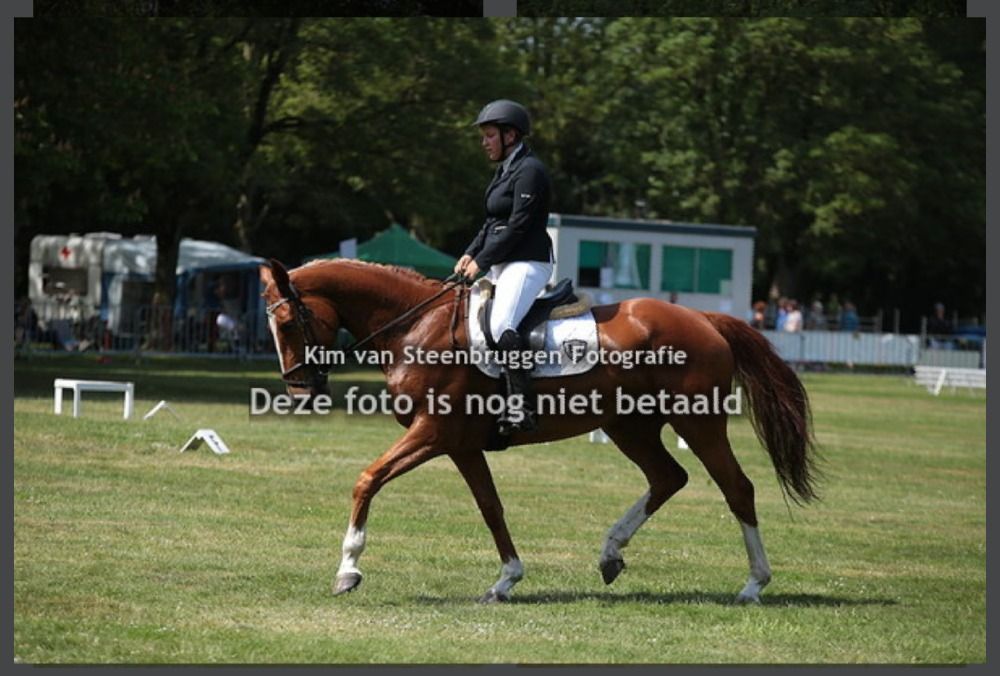 KWPN paard Merrie 14 jaar Vos te koop - Foto 5