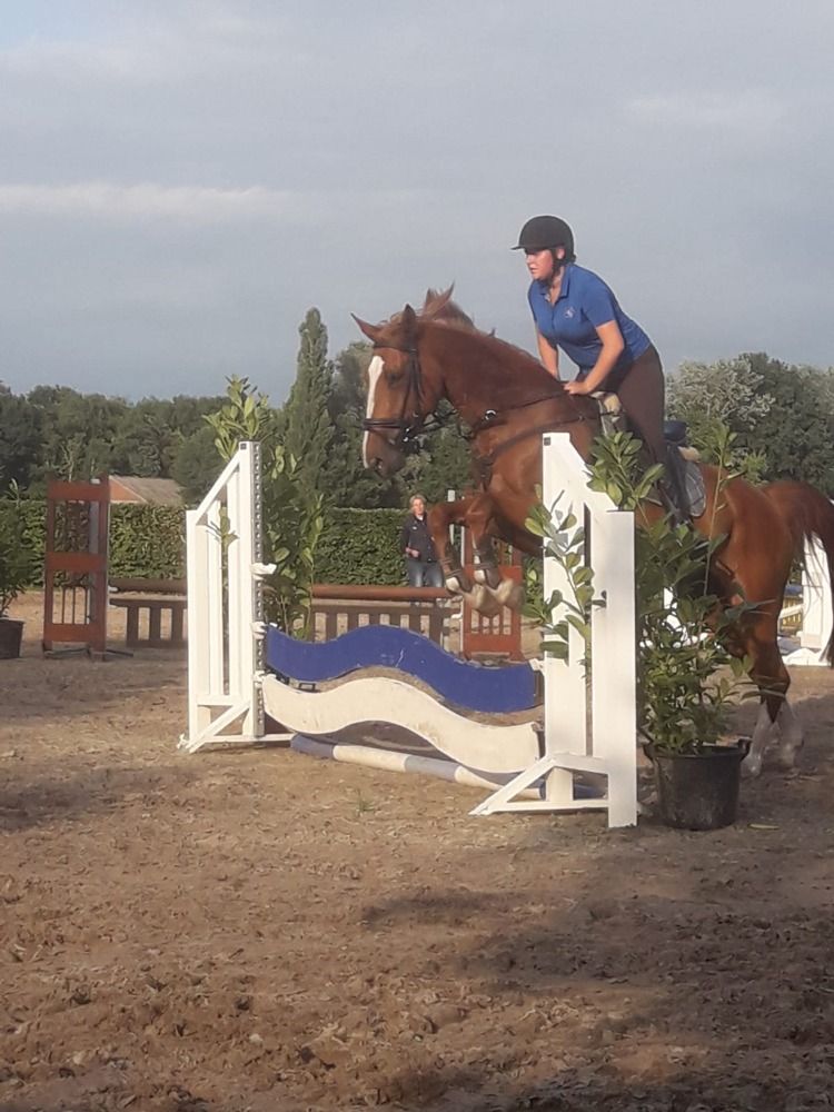 KWPN paard Merrie 14 jaar Vos te koop - Foto 3