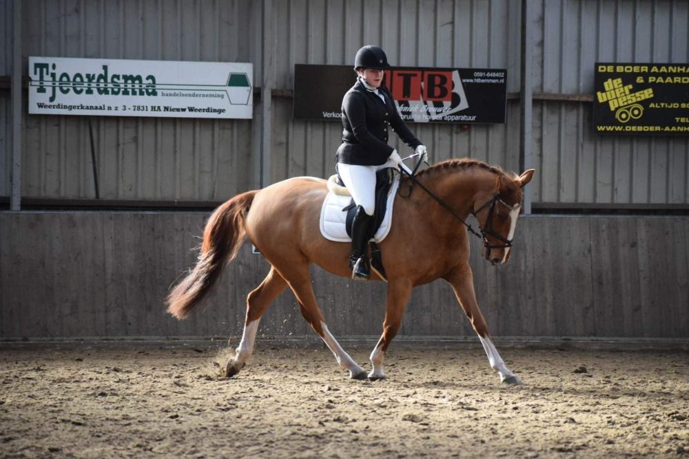 KWPN paard Merrie 14 jaar Vos te koop - Foto 2