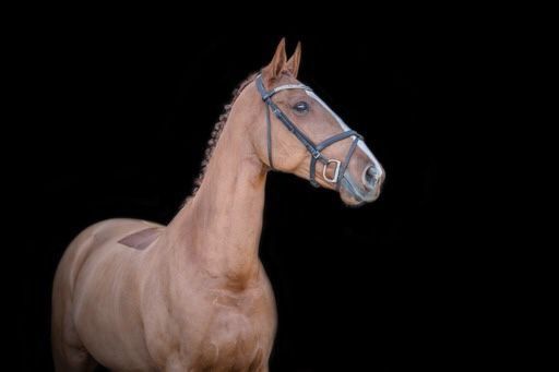 KWPN paard Merrie 14 jaar Vos te koop - Foto 4