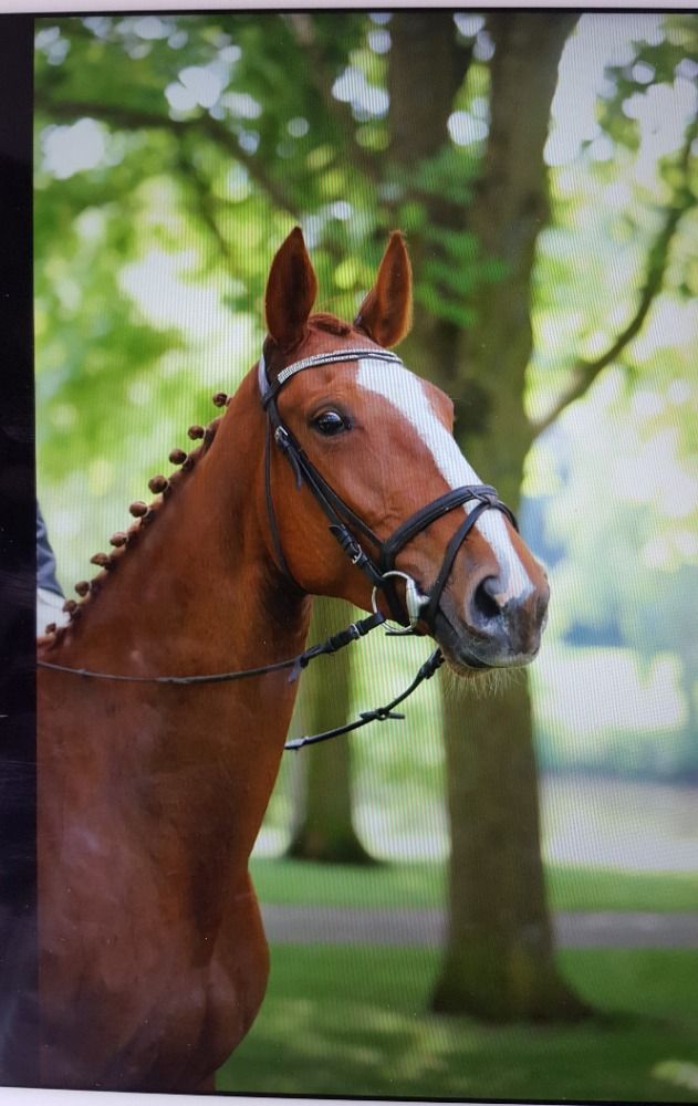 KWPN paard Merrie 14 jaar Vos te koop - Foto 6