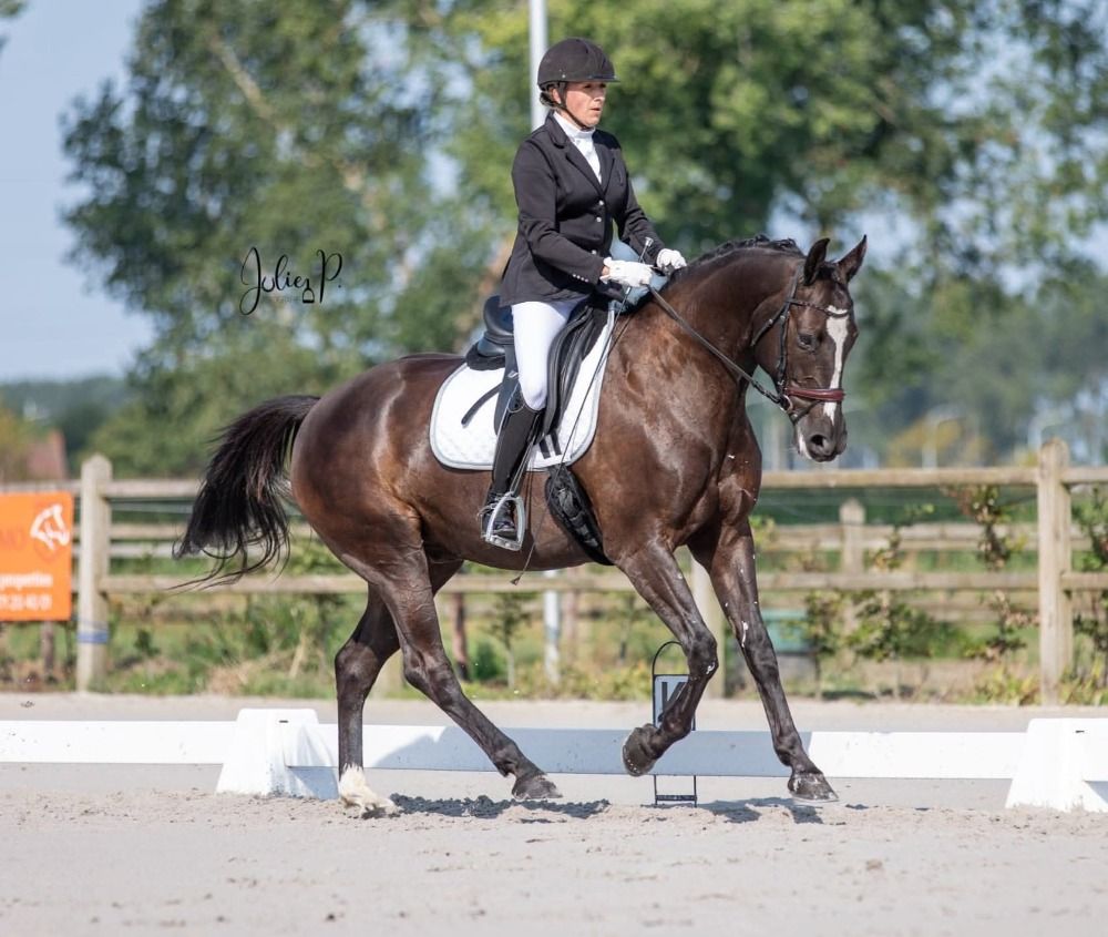 BWP dressuurpaard Ruin 8 years old Zwart for sale - Photo 2