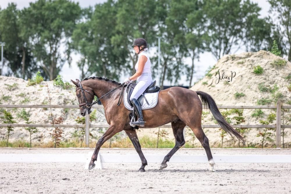 BWP dressuurpaard Ruin 8 years old Zwart for sale - Main photo
