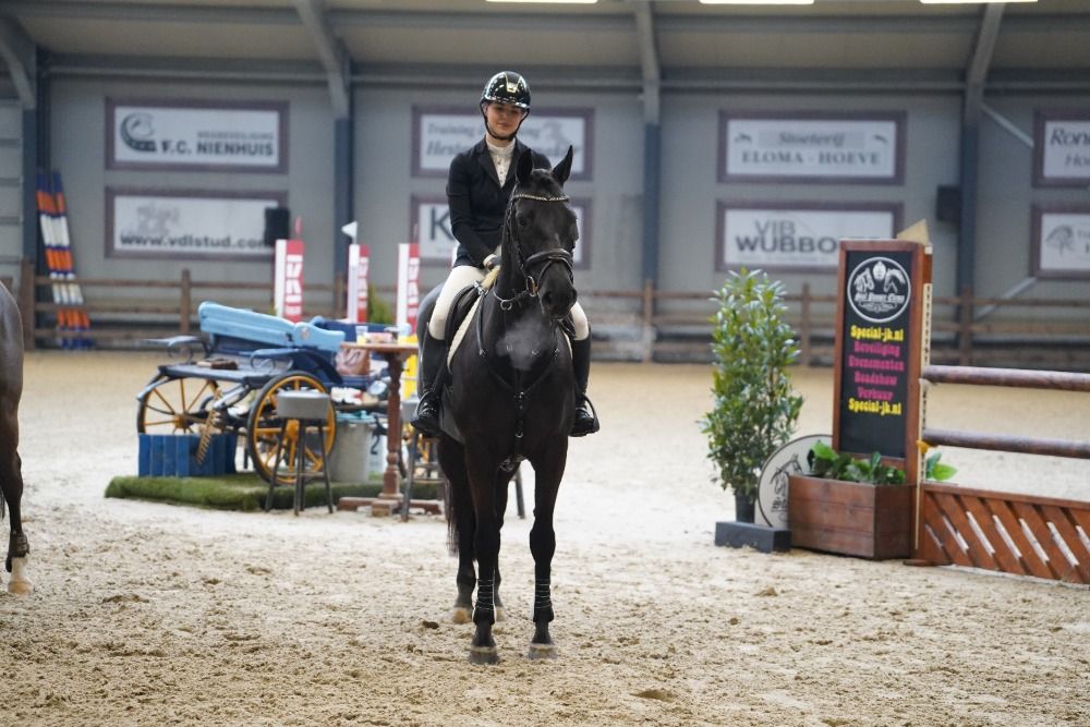 KWPN springpaard Merrie 11 jaar Zwart te koop - Foto 5