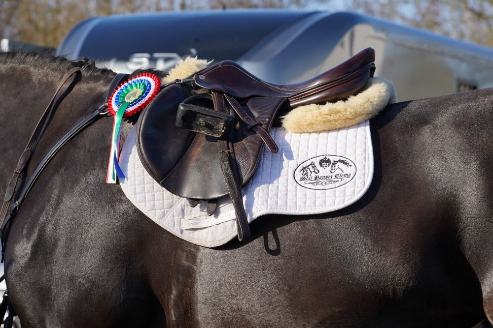 KWPN springpaard Merrie 11 jaar Zwart te koop - Foto 6