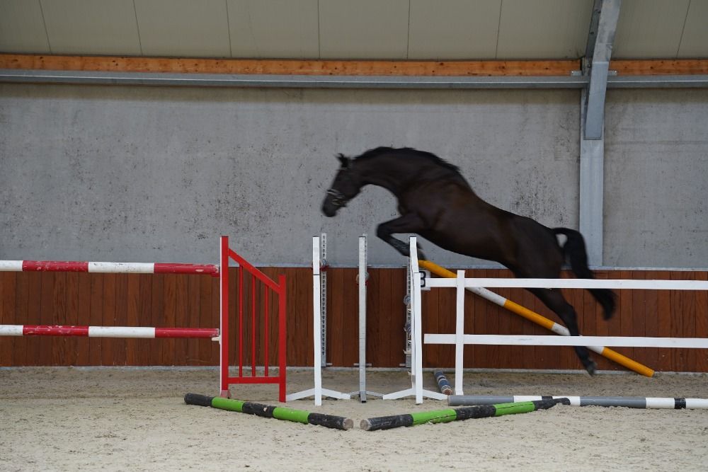 KWPN springpaard Merrie 11 jaar Zwart te koop - Foto 2