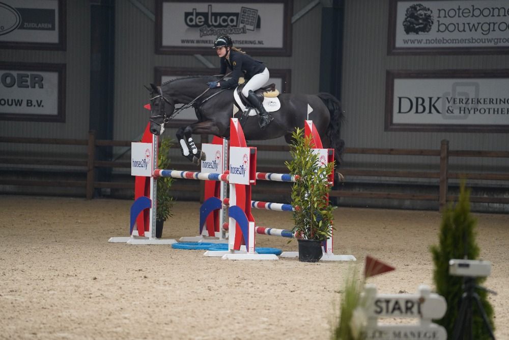 KWPN springpaard Merrie 11 jaar Zwart te koop - Foto 4