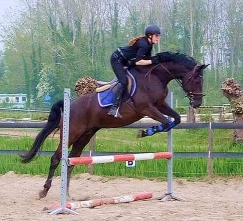 KWPN springpaard Merrie 11 jaar Zwart te koop - Foto 3