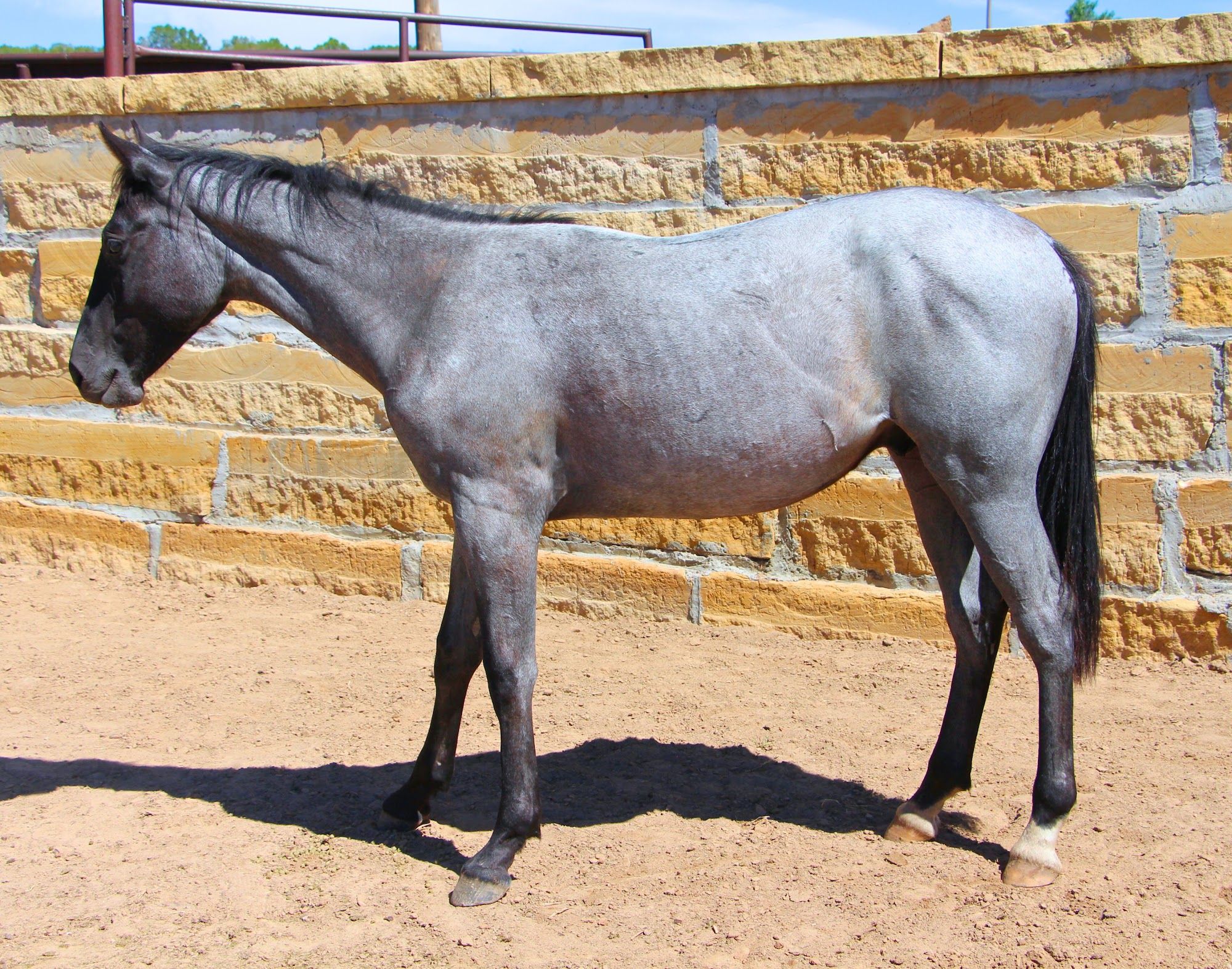 quarter-horse western-paard hengst 3 jaar te koop - Foto 2