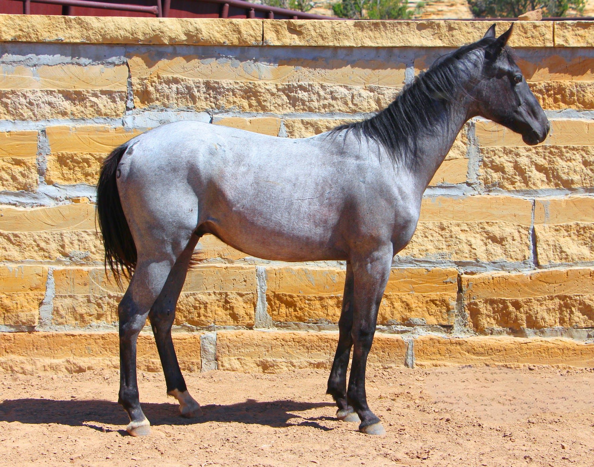 quarter-horse western-paard hengst 3 jaar te koop - Foto 3