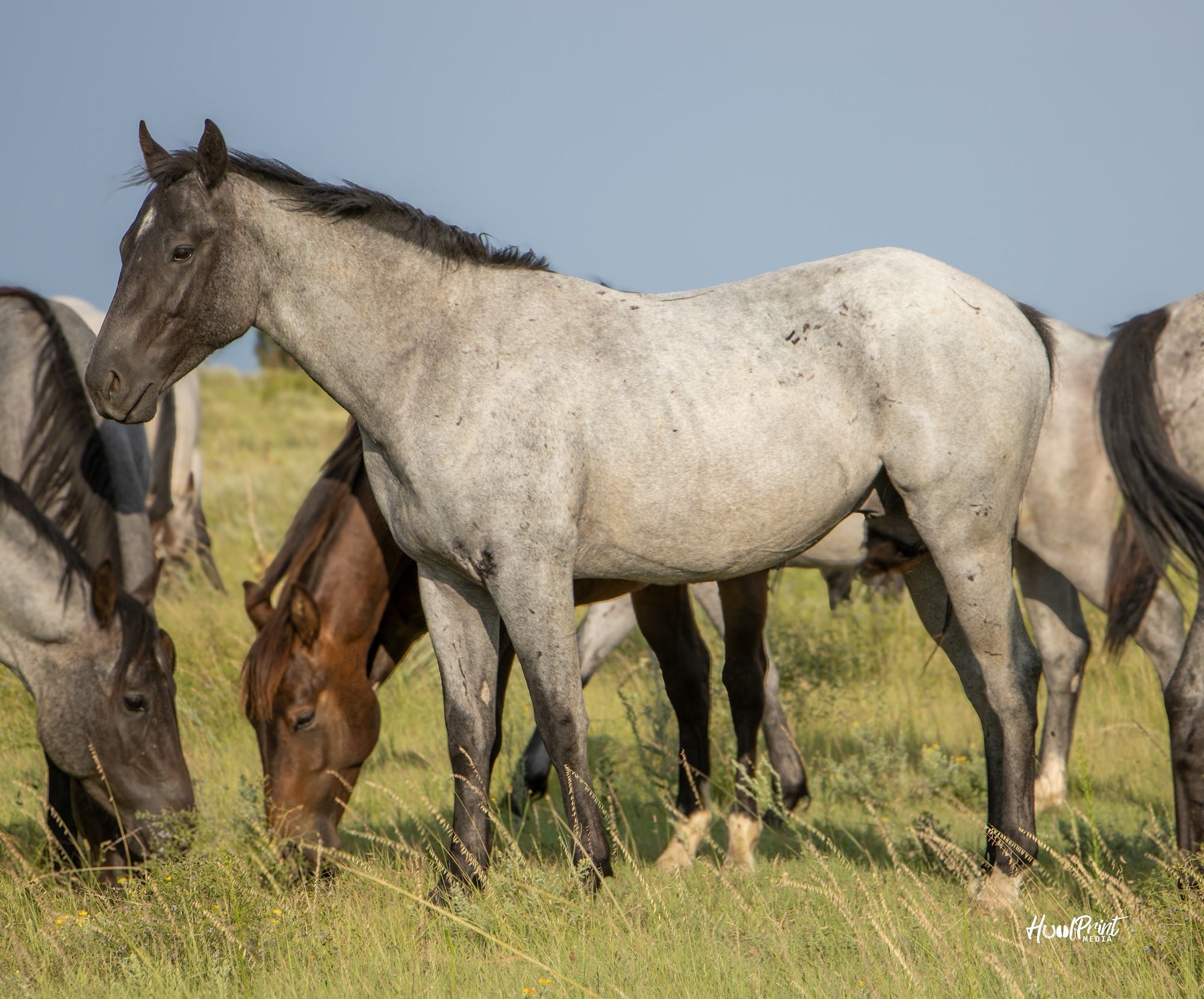 quarter-horse western-paard hengst 3 jaar te koop - Foto 4