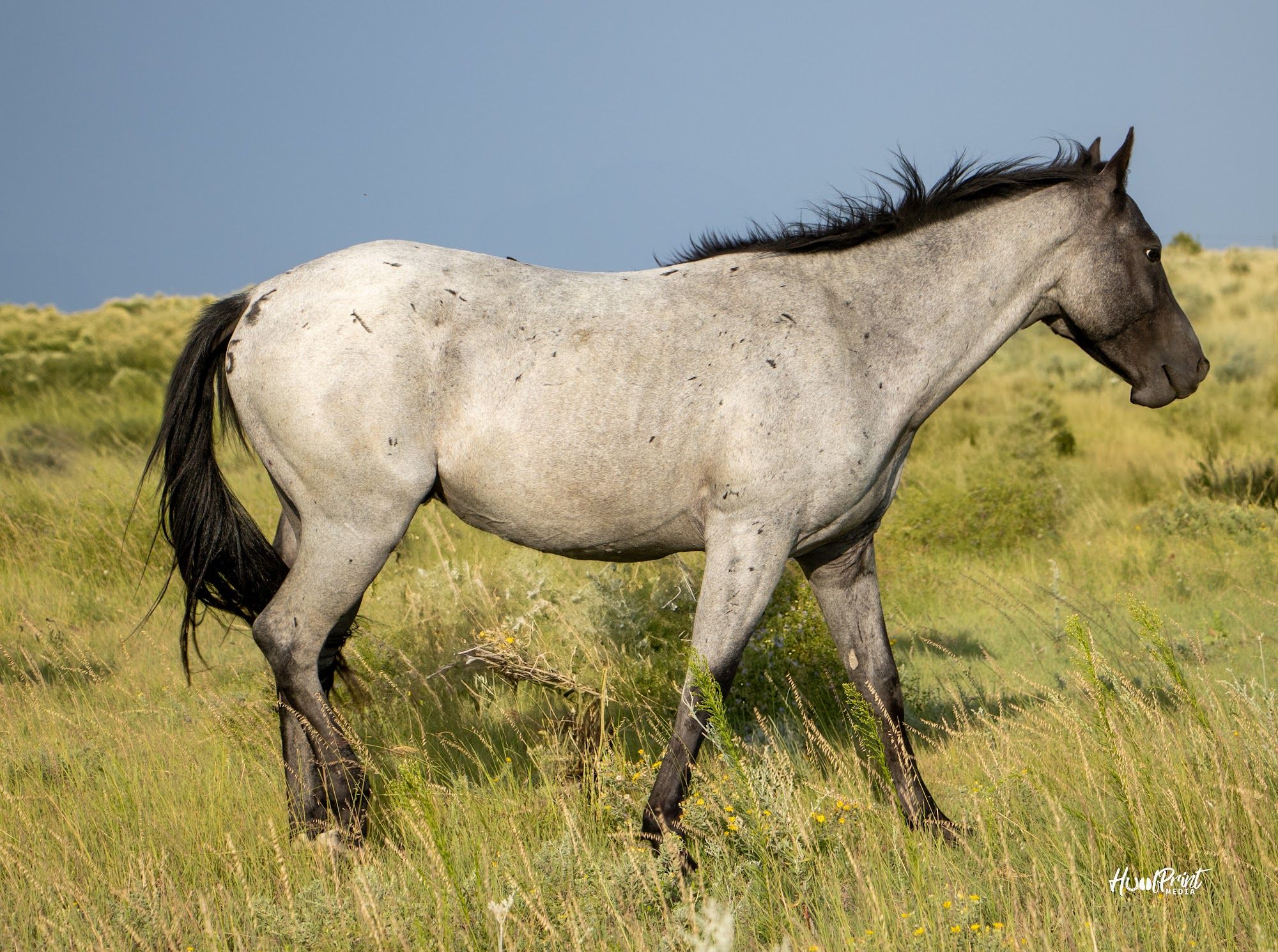quarter-horse western-paard hengst 3 jaar te koop - Foto 5