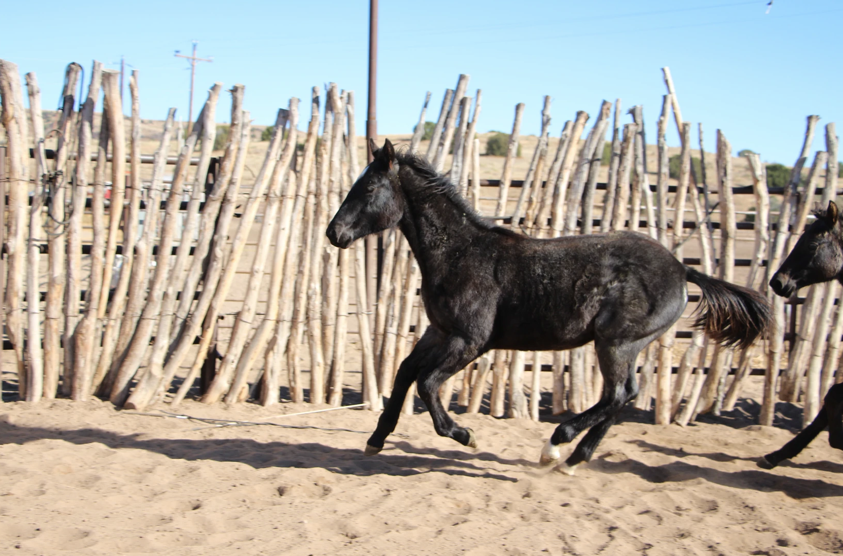 quarter-horse western-paard hengst 3 jaar te koop - Foto 6