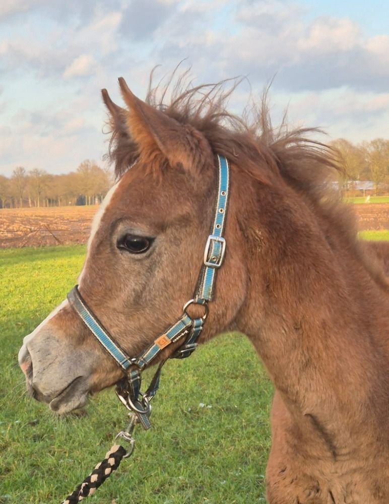Prachtig volbloed arabisch hengstveulen te koop
