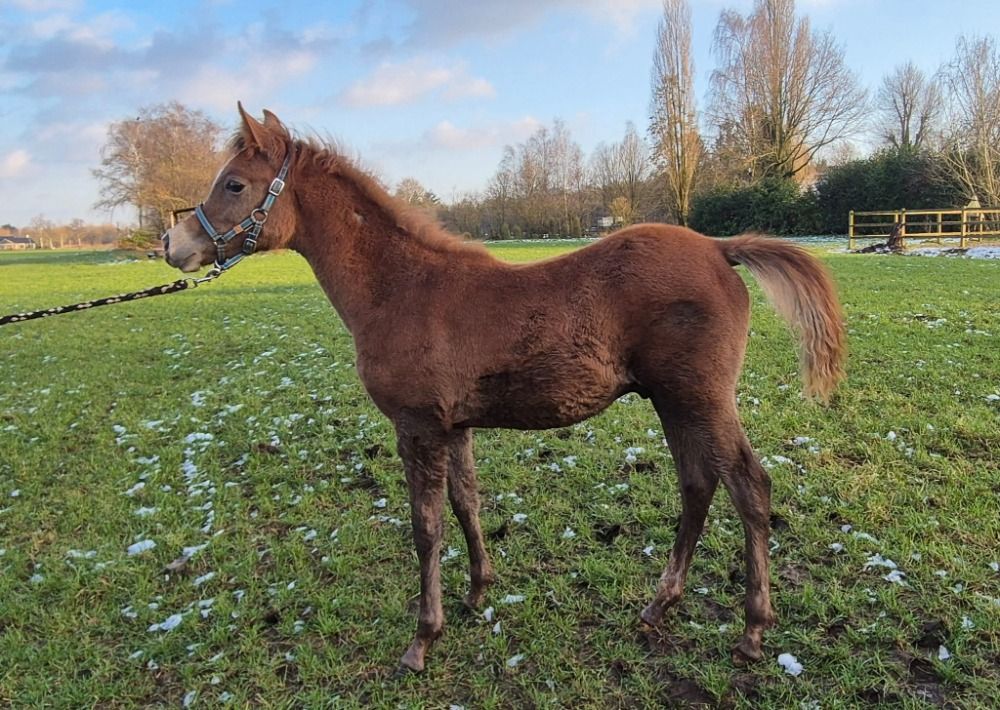 Arabier allround-pony Hengst Schimmel te koop - Foto 2