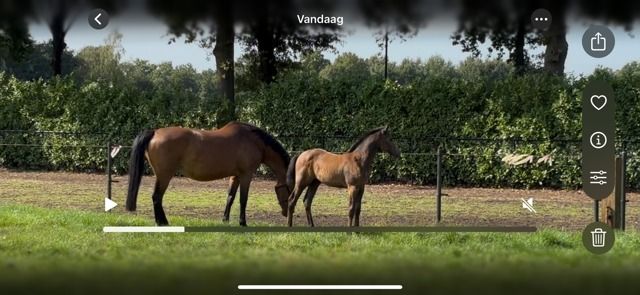 Zangersheide springpaard Hengst Schimmel te koop - Foto 3