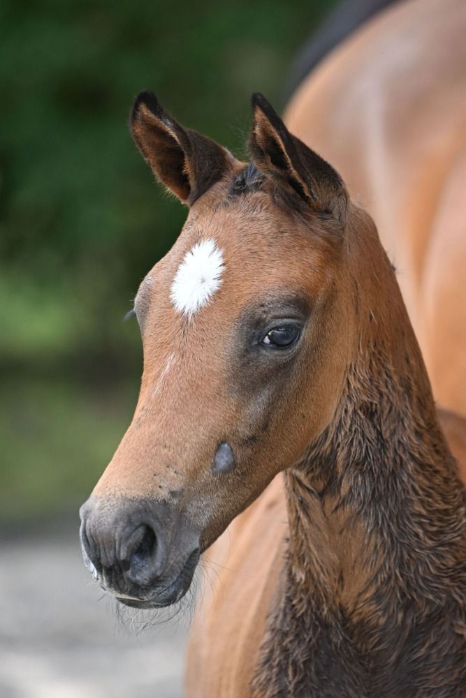 Zangersheide springpaard Hengst Schimmel te koop - Hoofdfoto