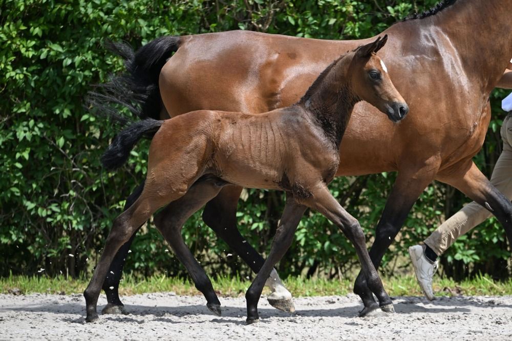 Zangersheide springpaard Hengst Schimmel te koop - Foto 2